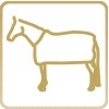 Horse care