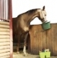 STABLE