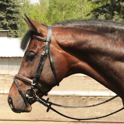 23C DAW-MAG Padded bridle black with london edging