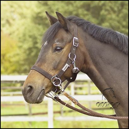 11A BUSSE Headcollar for riding - black