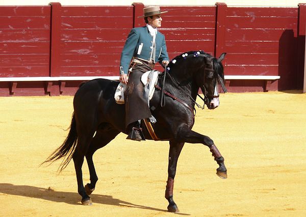 *Koń andaluzyjski