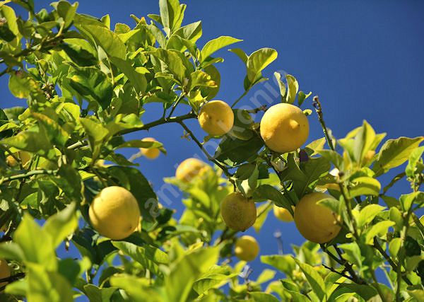 CYTRYNA ZWYCZAJNA - Citrus limon. Naturalne źródło witaminy C, pielęgnacja końskiego włosia  oraz odstraszanie owadów