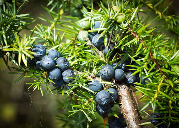 CEDROWY OLEJEK - Juniperus Mexicana Wood oil. Jego właściwości antyseptyczne i odstraszające owady.
