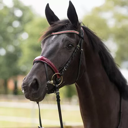 Ogłowie skórzane HORZE z nachrapnikiem szwedzkim, czarno-bordowe /NNM4D