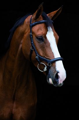HORSEWARE  "RAMBO MICKLEM Deluxe Competition" bridle