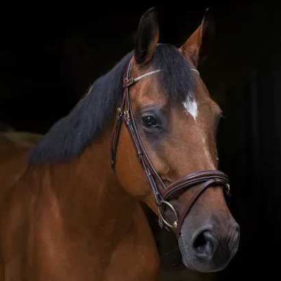 0 Ogłowie skórzane ERIC THOMAS Pro Strass, z nachrapnikiem kombinowanym / 307700