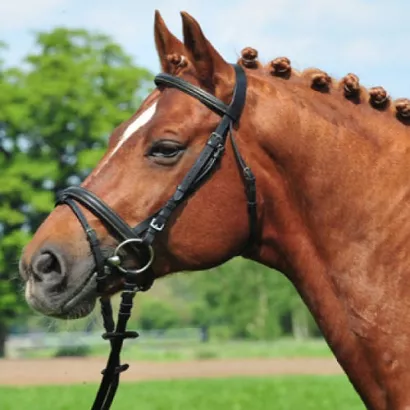 Ogłowie HKM Lou z nachrapnikiem kombinowanym / 1742