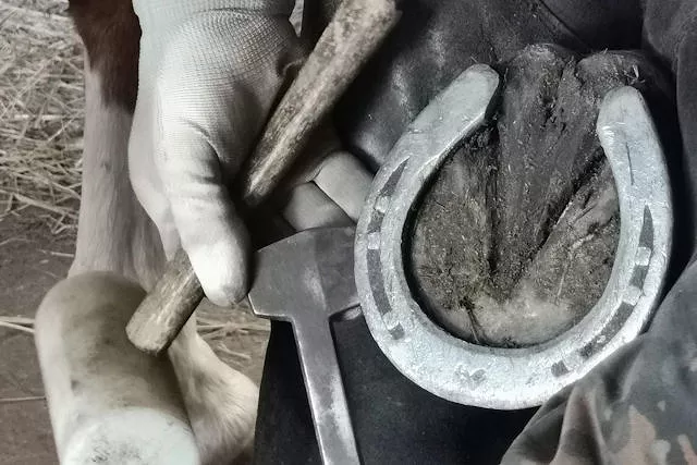 *Podkuwanie koni - wszystko co musisz wiedzieć