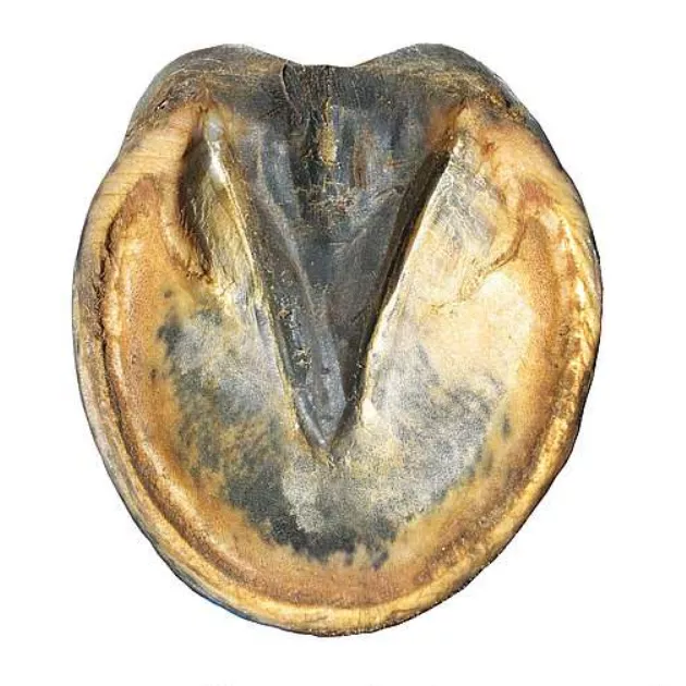 *Gnijące strzałki u koni - jak je leczyć?