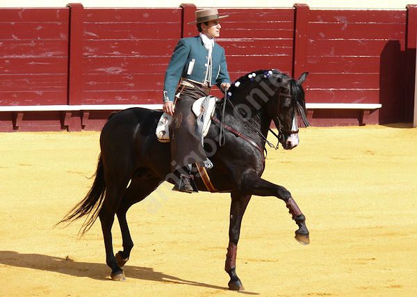 *Koń andaluzyjski