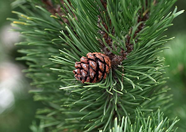 SOSNA ZWYCZAJNA - Pinus Sylvestris. Jej niezwykłe właściwości wykorzystane w dodatkach paszowych i kosmetykach dla koni.