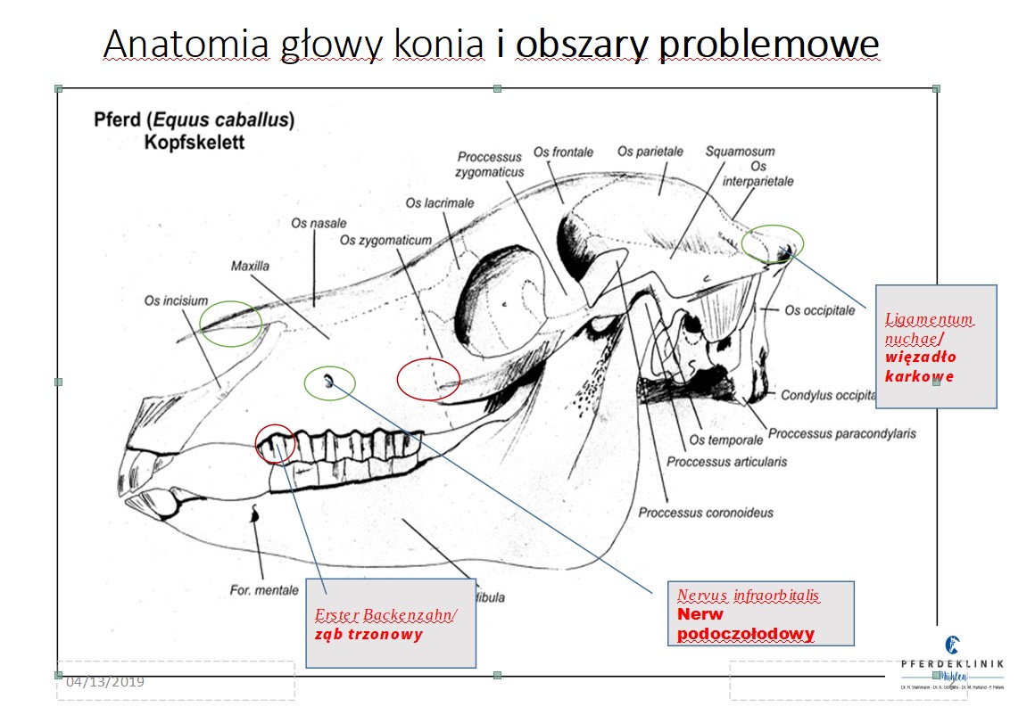 Budowa głowy konia